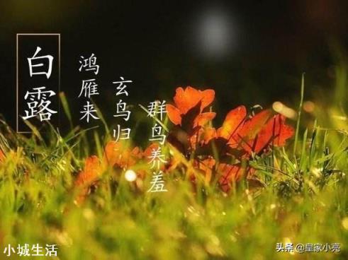 俗话说\"白露身不露\"是什么意思？俗话说白露身不露，深度解读背后的智慧与养生之道